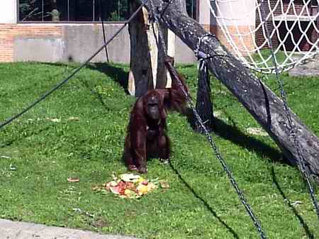 ZOO Dvr Krlov nad Labem, 27.8.2005